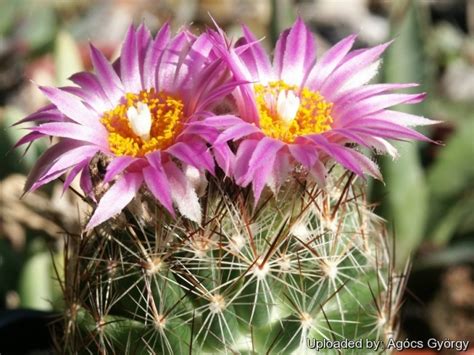 Dreamstime is the world`s largest stock photography community. Mammillaria radiosa var. borealis