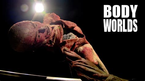 Whats Inside The Seoul Body Worlds Exhibit Youtube
