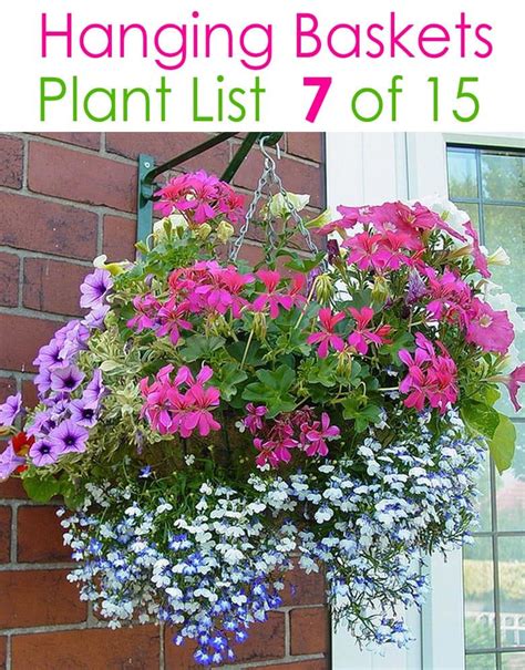 Best Plants For Hanging Baskets Plants Bn