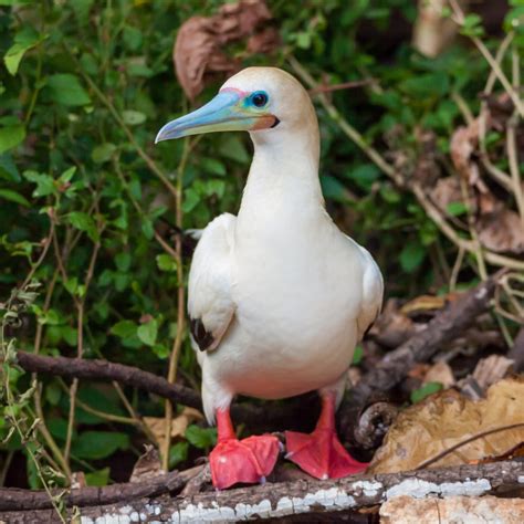 Red Footed Booby Christmas Island National Park