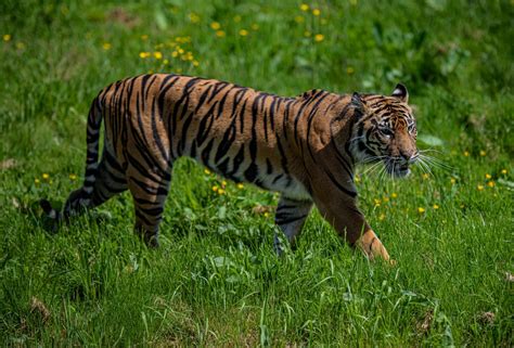 Sumatran Tiger Wanders Into Plantation Camp In Indonesia And Injures