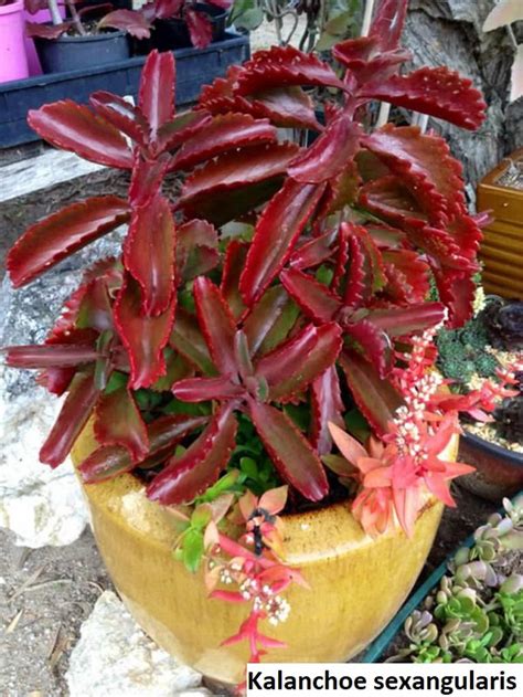 Kalanchoe Sexangularis 20 Seeds Six Angled Kalanchoe Etsy Plants Red Succulents Suculent