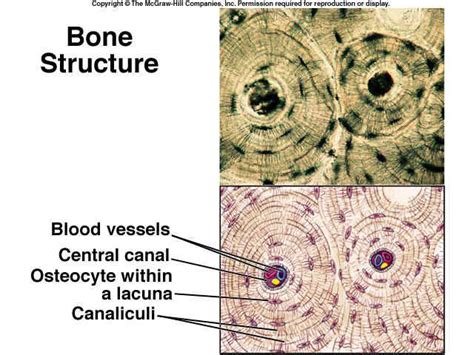 A cross section of decalcified compact bone is examined under brightfield illumination with the intel qx3 microscope. Connective Tissue - Compact Bone | Body tissues, Bones