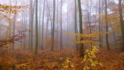 Silent Hill Autumn Forest By Obscuredarkaura On Deviantart