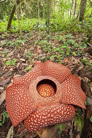 Gambar Bunga Bangkai Dan Rafflesia Arnoldi Gambar Bagian Tumbuhan