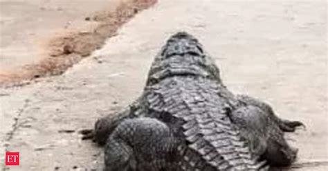 Sam Rayburn Reservoir Monster Alligator Gar Weighing 283 Pound Caught