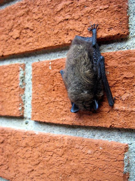 How To Get Rid Of Bats From Your Home Or Building Getting Rid Of Bats Build A Bat House Bat
