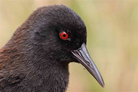 How The Worlds Smallest Flightless Bird Got To Inaccessible Island