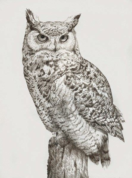 Katrina Ann Great Horned Owl Pen And Ink Owls Drawing Bird Drawings