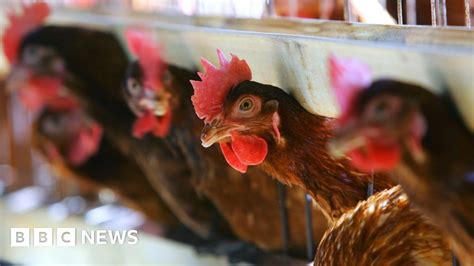 Chickens Gang Up To Kill Intruder Fox On French Farm Bbc News