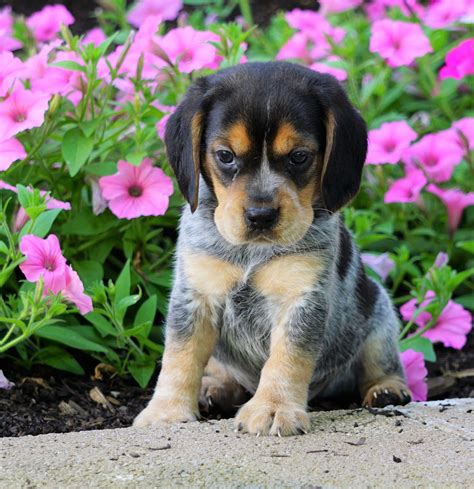 Beagle Puppy For Sale Sugarcreek Oh Male Hudson Ac Puppies Llc