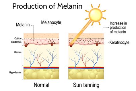 Melanin Importance And Ways To Increase Melanin Levels Top 10 Home