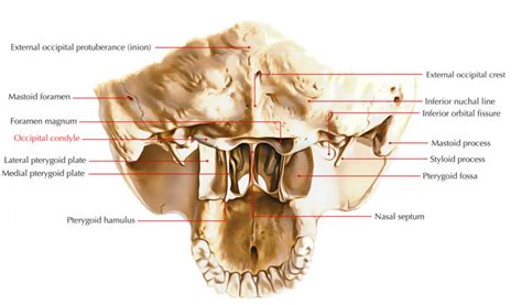 Occipital Condyle Earths Lab