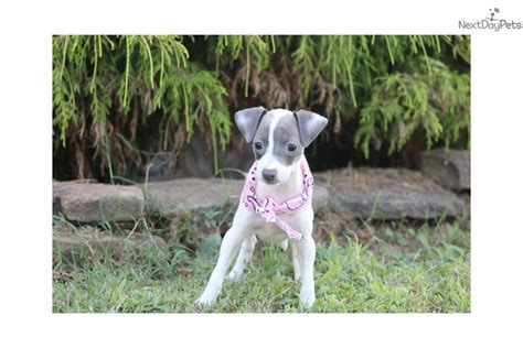 They have written their names inside each front cover and pored over the colorful pictures. Sadie: Italian Greyhound puppy for sale near Little Rock, Arkansas. | 04f40cb5-48e1