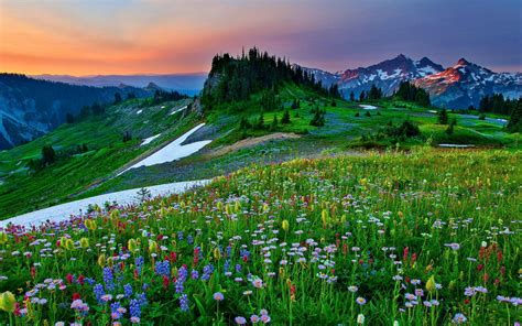 Mountain Flowers In The Spring