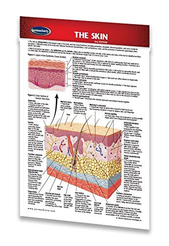 Buy Skin Human Skin Guide Pocket Size Chart Medical Quick Reference Guide By Permacharts