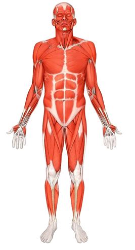 There are around 650 skeletal muscles within the typical human body. MUSCLES!