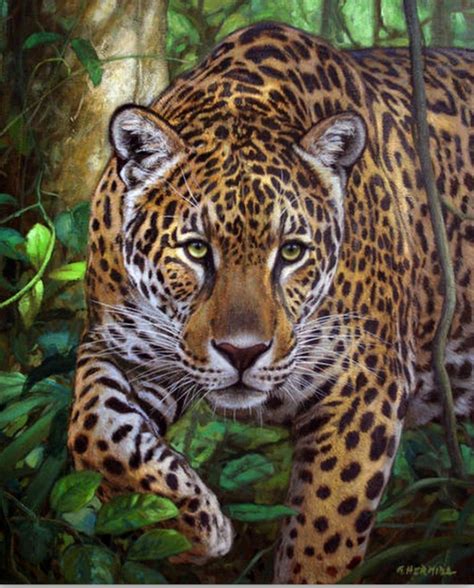Cuadros Pinturas Oleos Galería Pinturas De Tigres