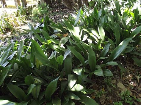 Plants For Shade In Temperate Australia Plantas De Interior Plantas