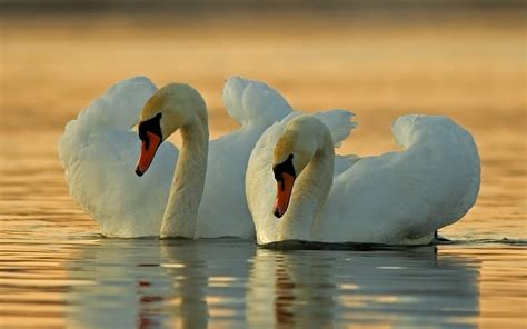 Lake White Swans Sunset Couple Of Swans Beautiful Birds Hd