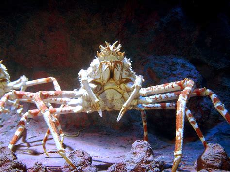 Filespider Crab Underwater World Singapore Wikimedia Commons