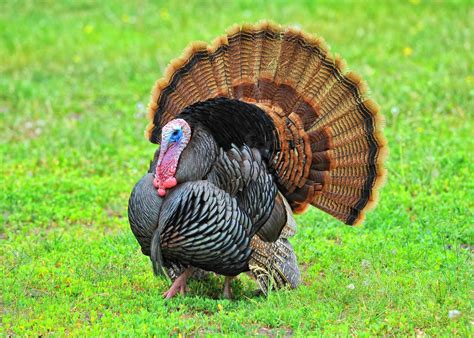Lets Talk Turkeys Friends Of The Mississippi River