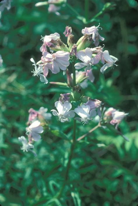 Saponaria Officinalis Common Soapwort Go Botany