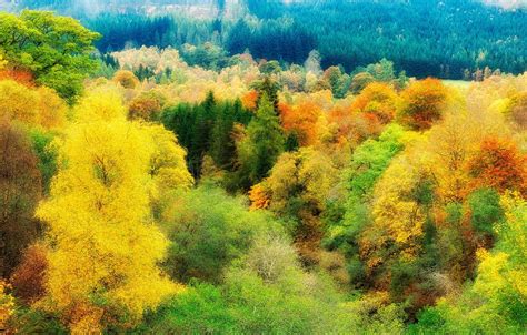 Wallpaper Autumn Forest Color Trees Colorful The Top Images For