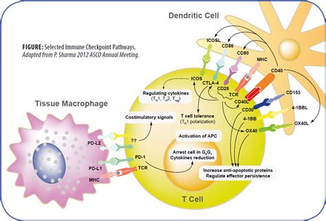 Immune Checkpoints Biomol Blog Resources Biomol Gmbh Life