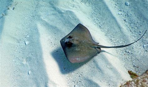 What Are Stingrays Live Science