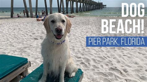 What Beaches Are Dog Friendly In Florida