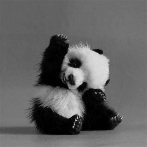 Panda Friendly Fluff X Adorable X Baby Animals Pictures Fluffy