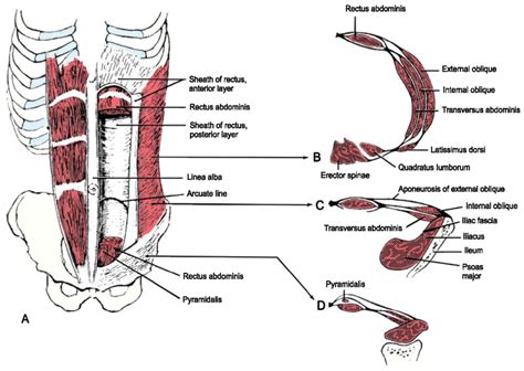 The abdominal cavity is bounded superiorly by the these two schematic diagrams show the difference between peritoneal and retroperitoneal. The abdominal muscles and their aponeuroses. A. The rectus ...
