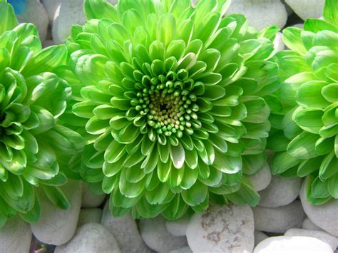 Amazing Green Flowers Wallpaper 1600x1200 22458