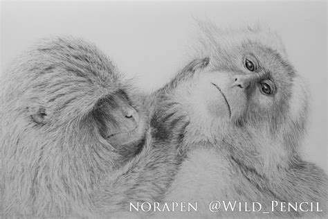 Pencil Drawing Japanese Macaque On Behance