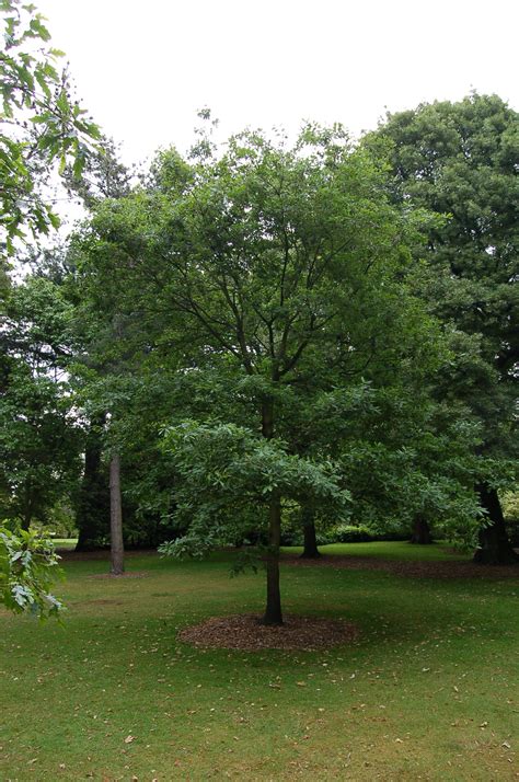 Native Trees Trail Oak Botanics Stories