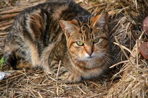 Little Brown Tabby Cat The Feral Life Cat Blog