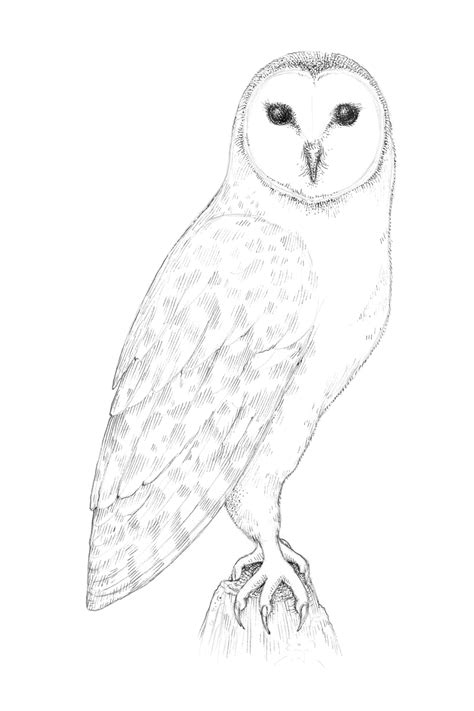 Owl Body Coloring Pages