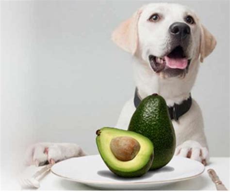 Is It True That Avocado Is Toxic To Most Animals But Safe For Humans