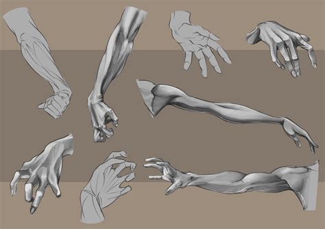 Artstation Arm And Hand Anatomy Studies