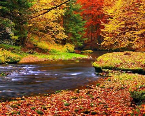 Autumn Scenery Autumn Forest Nature Photography