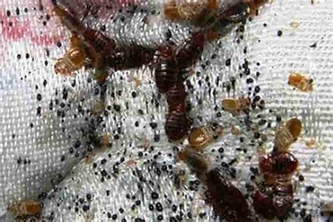 Infested mattresses, comforters, cushioned furniture and mattress covers may. Bed Bugs on Mattress, Inside, Signs, Pictures, Get Rid ...