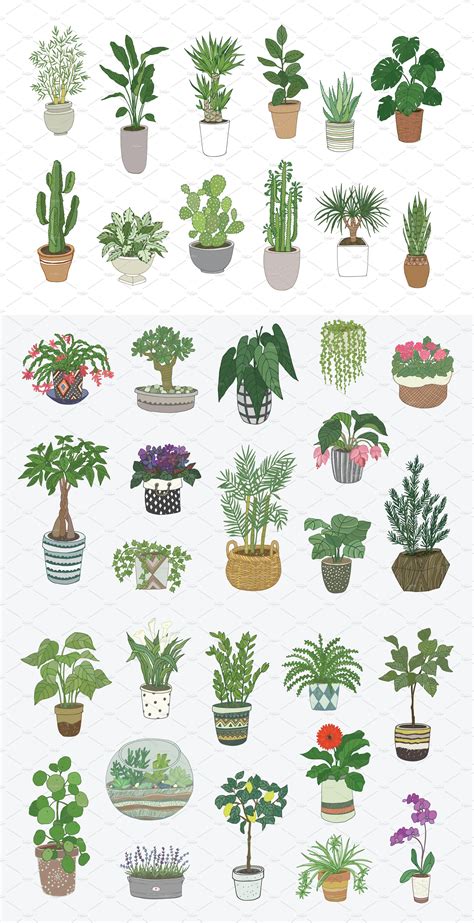 Succulent Potted Plants Drawing Types Of Succulent Plant