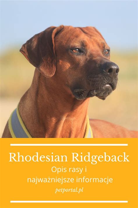 A Large Brown Dog Standing On Top Of A Sandy Beach Next To The Words