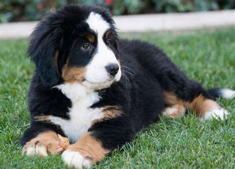 We did not find results for: バーニーズ・マウンテン・ドッグの子犬 ~ 可愛い子犬の図鑑