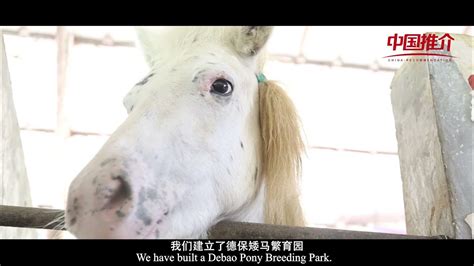 《物华天宝》：德保矮马 Natural Treasures Debao Pony Youtube