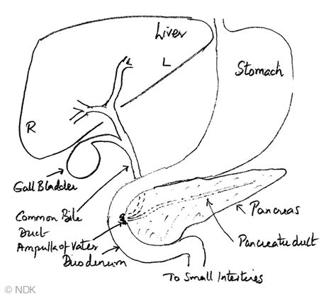 Diagram Of Liver File Diagram Showing The Two Lobes Of The Liver And