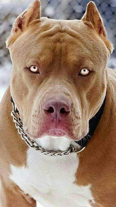 Mean Looking Pittbull Big Dog Breeds Cute Dogs Pitbull Dog Breed