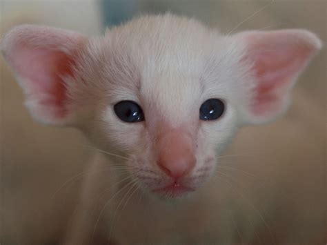 Oder suchen sie nach perserkatze oder maine. Siamkatze, Foreign white, 3 Wochen alt Foto & Bild | tiere ...