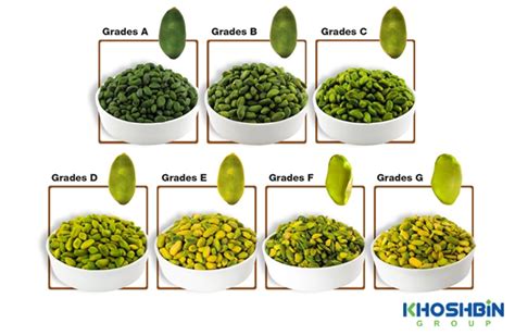 Amazing Green Pistachio Kernel Features Khoshbin Group